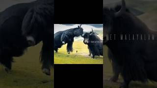 യാക്കുകളുടെ 1000kg പോരാട്ടം! 🦬 The Epic Yak Clash!