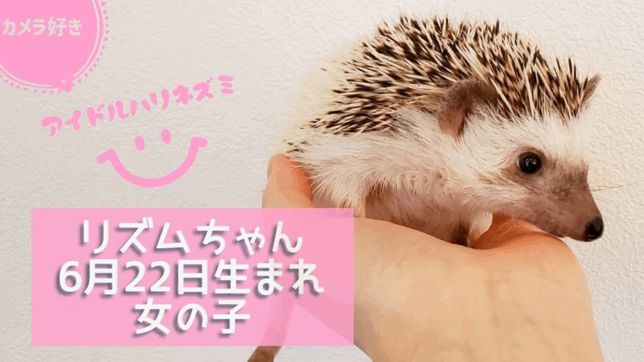 ハリネズミ リズムちゃん Youtube