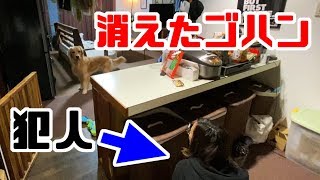 ゴハンの時にまでかくれんぼし始めるジョイママ