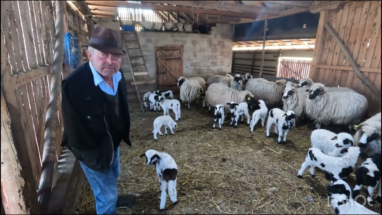 BACIUL FĂRĂ O MÂNĂ-EUGEN VIȘAN-PRIMUL CIOBAN CE A ADUS OILE BREZE ÎN CLUJ-BISTRITA.DIN ROSIENI.CLUJ