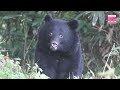 Wild bear culled under emergency hunting system for the first time