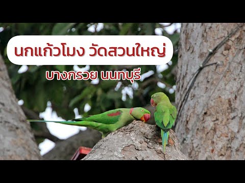 นกแก้วโมงแห่งวัดสวนใหญ่ บางกรวย นนทบุรี