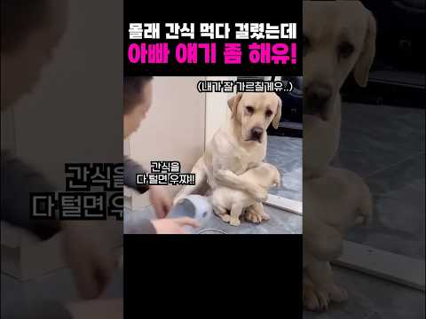 몰래 간식 먹다 걸린 강아지 새끼 지키는 어미 리트리버 ㅠㅠ thumbnail