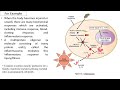 Lecture 4 Cytokines Of Innate Immunity1