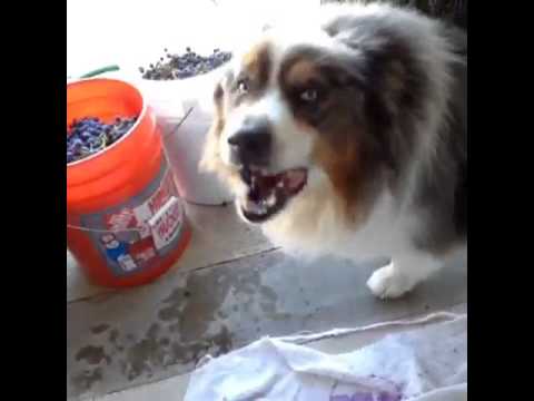 Fun Times In The Pick Bin Stomping Grapes During Harvest