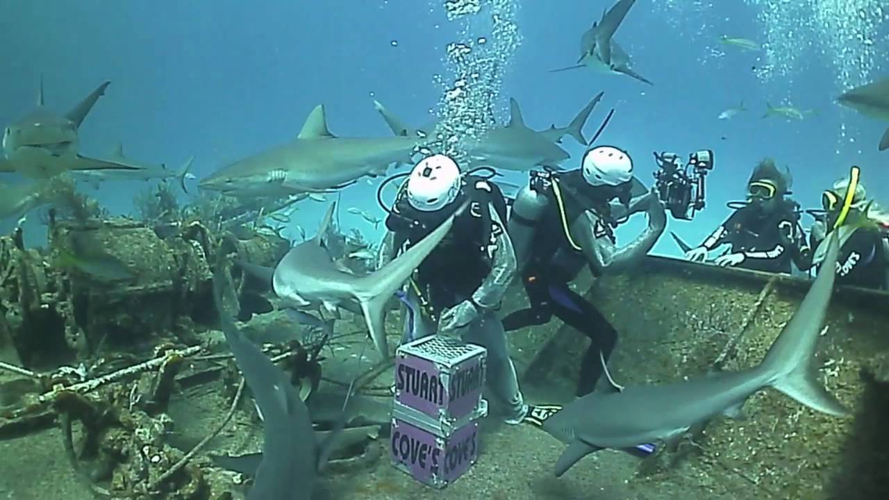 Stuart Cove's Shark Dive in Nassau, Bahamas YouTube