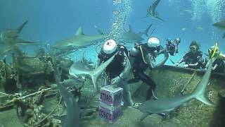 Stuart Cove's Shark Dive in Nassau, Bahamas