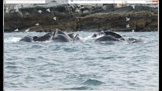 Humpback whale bubble net feeding Lynn Canal just south of Point Retreat near Juneau Alaska