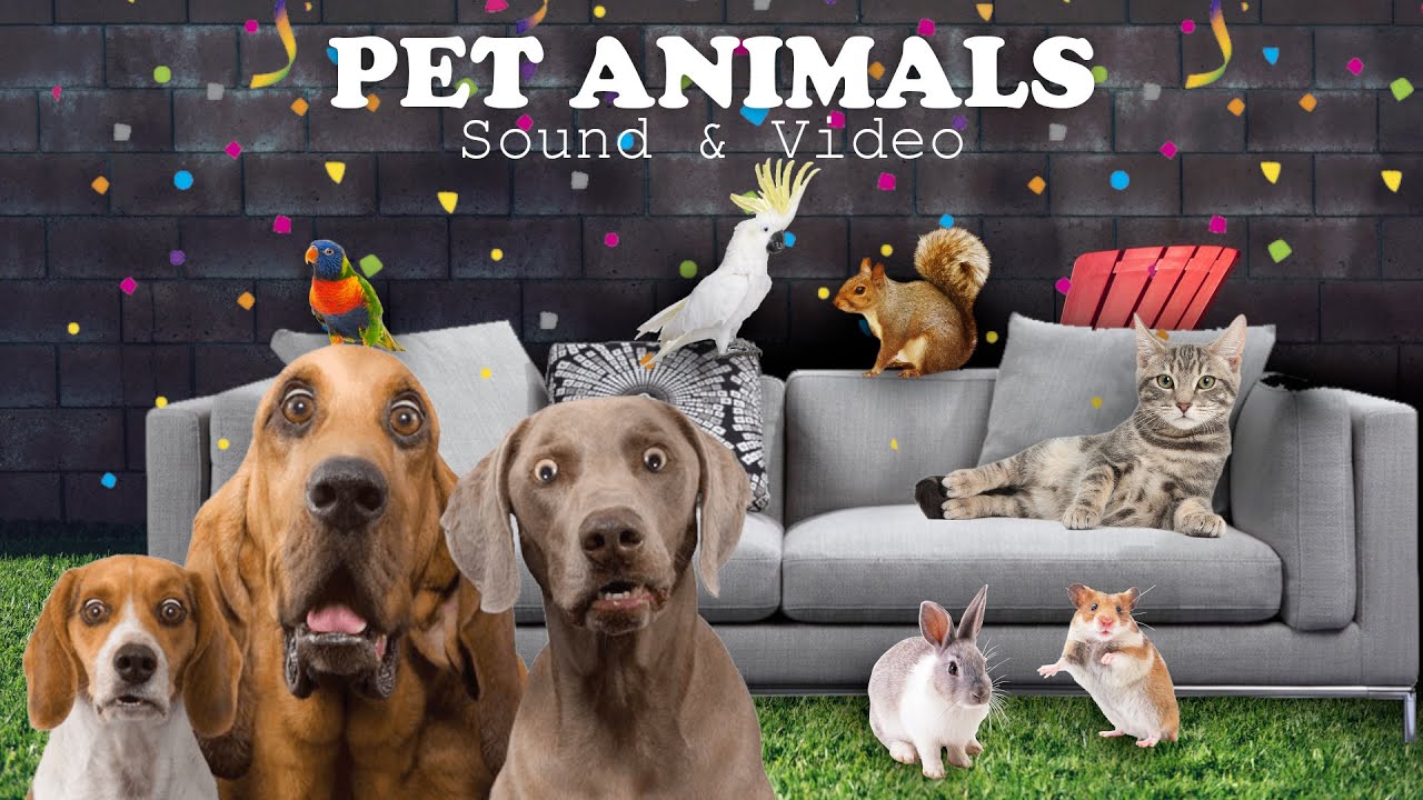 Animal Sounds pet animals dog, cat, rabbit, parrots, squirrel, hamster