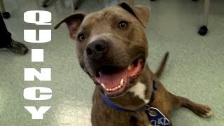 QUINCY - THE DOOR MAN (RESCUE PULL!)