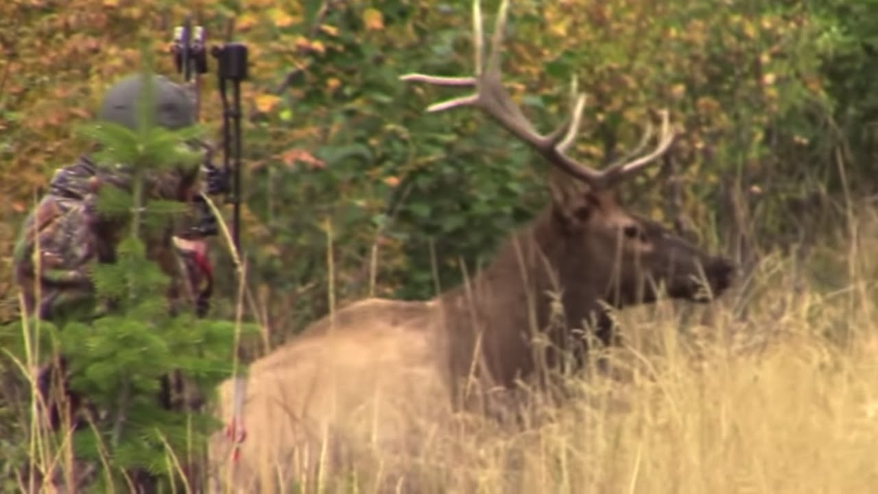 Montana Archery Elk Hunt 2015 YouTube