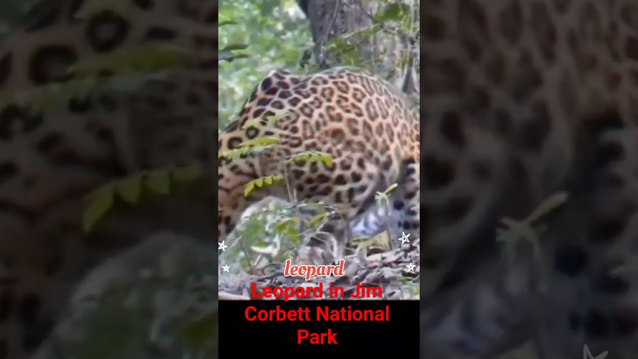 leopard🐆॥ leopard in Jimcorbett 
