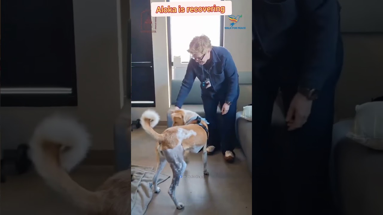aloka's physical therapy . aloka the peace dog.  