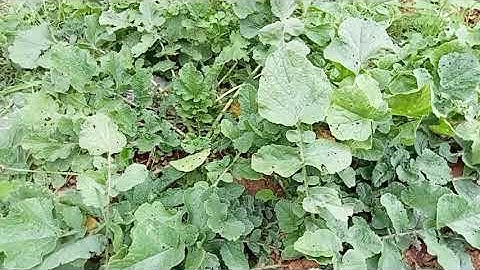 Yenilen Yabani Ot Turp Otu | Sağlıklı Şifalı Bitkiler