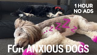 For Dogs Staying Home Alone 🐶 1 Hour Nap Time Music with Murphy & Dashi (No Ads)