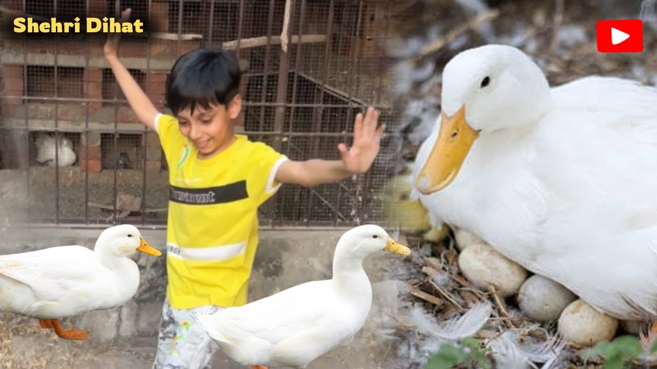 Humari Duck Kurak Ho Gai 😍🥰 || 