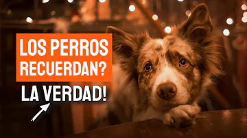 ¿Recuerdan los perros todo lo que hacen?