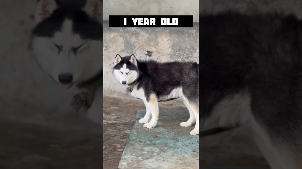 Unbelievable Husky Growth 🐶 30 Days to 12 Months | 