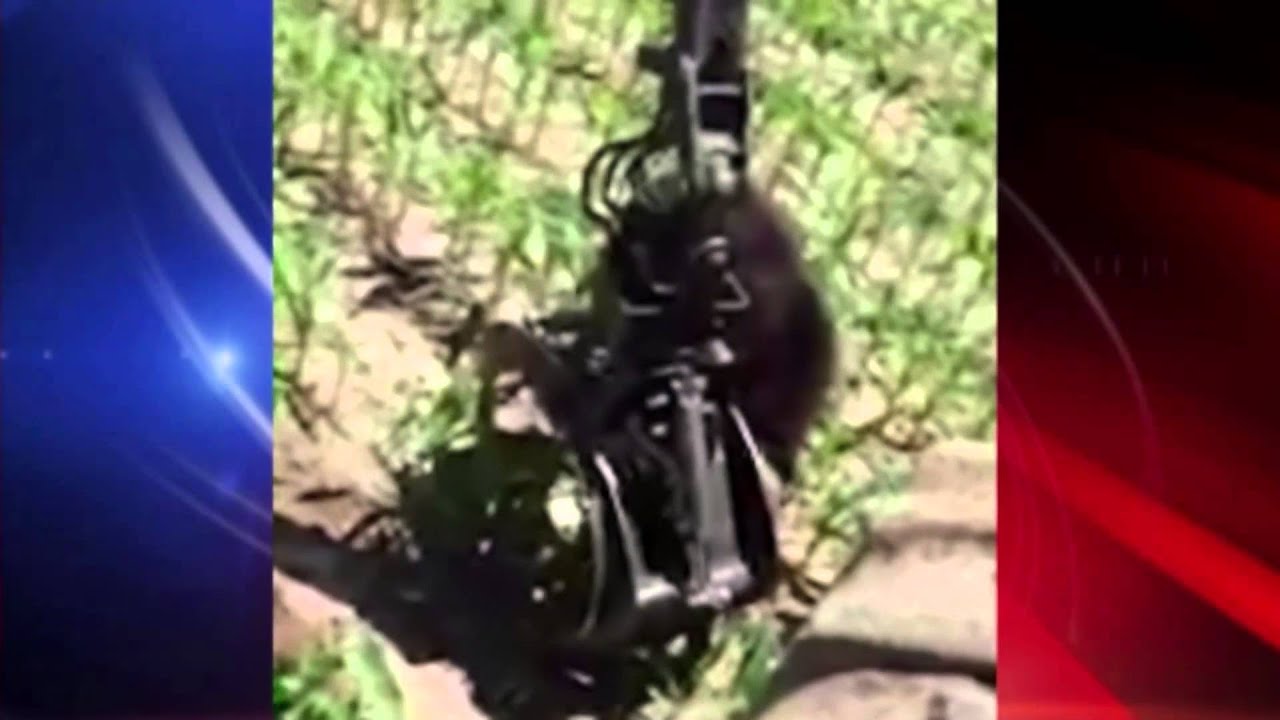 Farmer & Logger Rescue Black Bear | NBC News