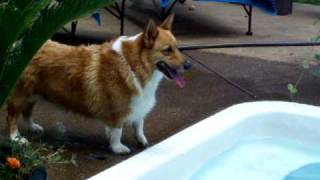 Diving Corgi  The Amazing Moto 