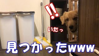 愛犬とかくれんぼしたらめちゃ面白かったw ゴールデンレトリバー ジョイ