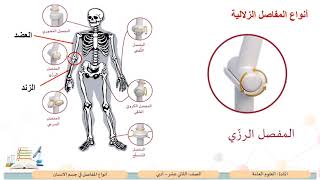 الصف الثاني عشر   المسار الأدبي   العلوم   أنواع المفاصل في جسم الإنسان