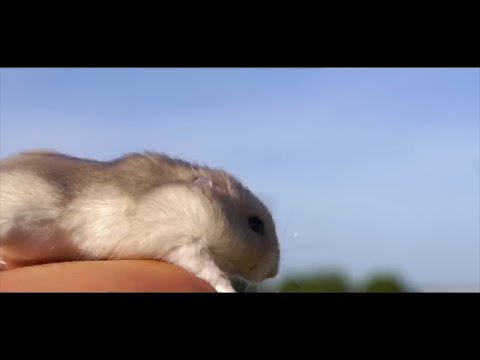 Nixk Savage - Valentina (Official Music Video)