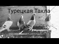 Голуби Турецкая Такла🕊️