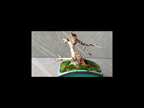 Streblus Asper Lour Bonsai Shaping| Bonsai Edit