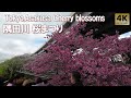 浅草 隅田川 隅田公園桜まつり 墨堤さくらまつり ソメイヨシノ 開花状況 Tokyo,Asakusa. Sakura. Cherry blossoms 2025