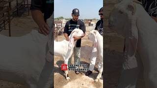 Full Gulabi Bakre #shorts #deonarbakramandi #beautifullgoats