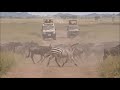 Die groe migration im serengeti nationalpark