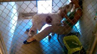 Sofia & Sara The Pit Bull, Killeen, Tx