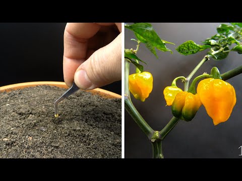 Videó: Scotch Bonnet paprika termesztése – Scotch Bonnet Chili Pepper Care