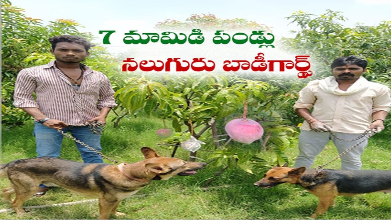 4 Guards & 6 Dogs to Protect Just 7 Mangoes! Watch to know Why This are