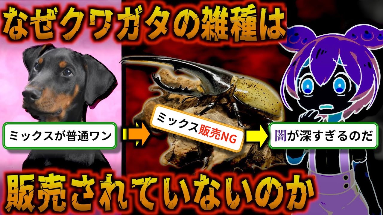 同じペットなのに雑種がタブーとされる理由は？〜クワガタ・カブトムシにおける交雑のタブーと価値の歴史〜【ずんだもん解説】【ずんだもん&ゆっくり解説】【交配実験】