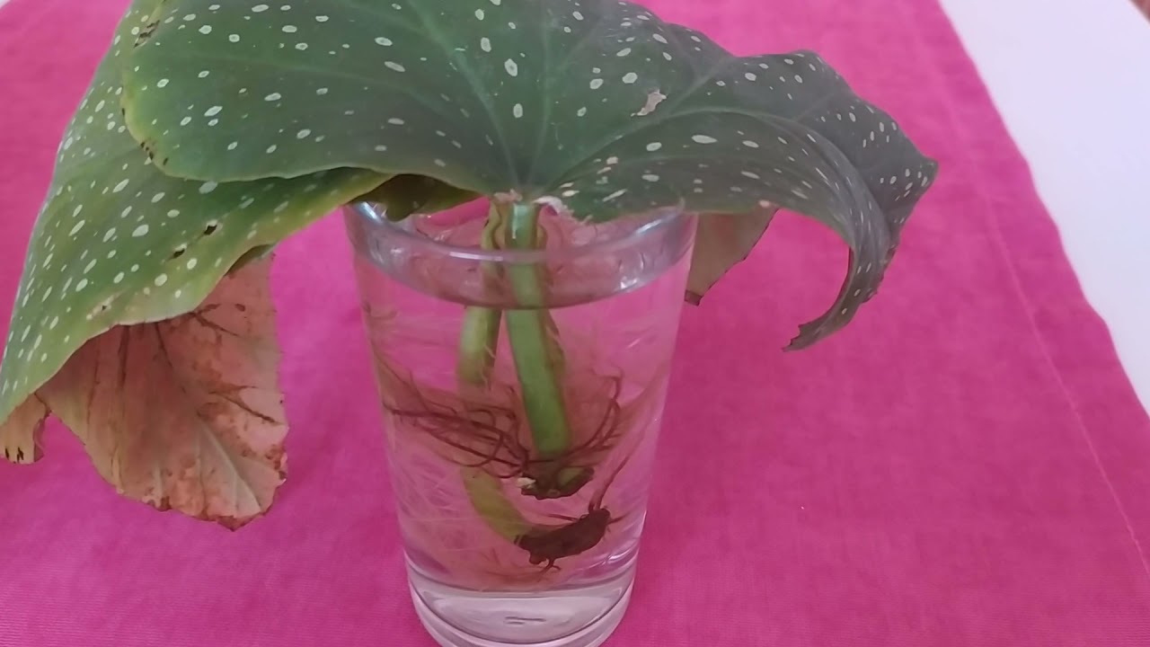 ÇİLLİ BEGONYA YAPRAKTAN ÇOĞALTARAK KÖKLENDİRME🌱