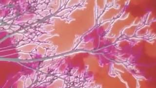 WHOLE LOTTA RED (SLOWED + REVERB) PLAYBOI CARTI FT SMOOKY MARGIELA