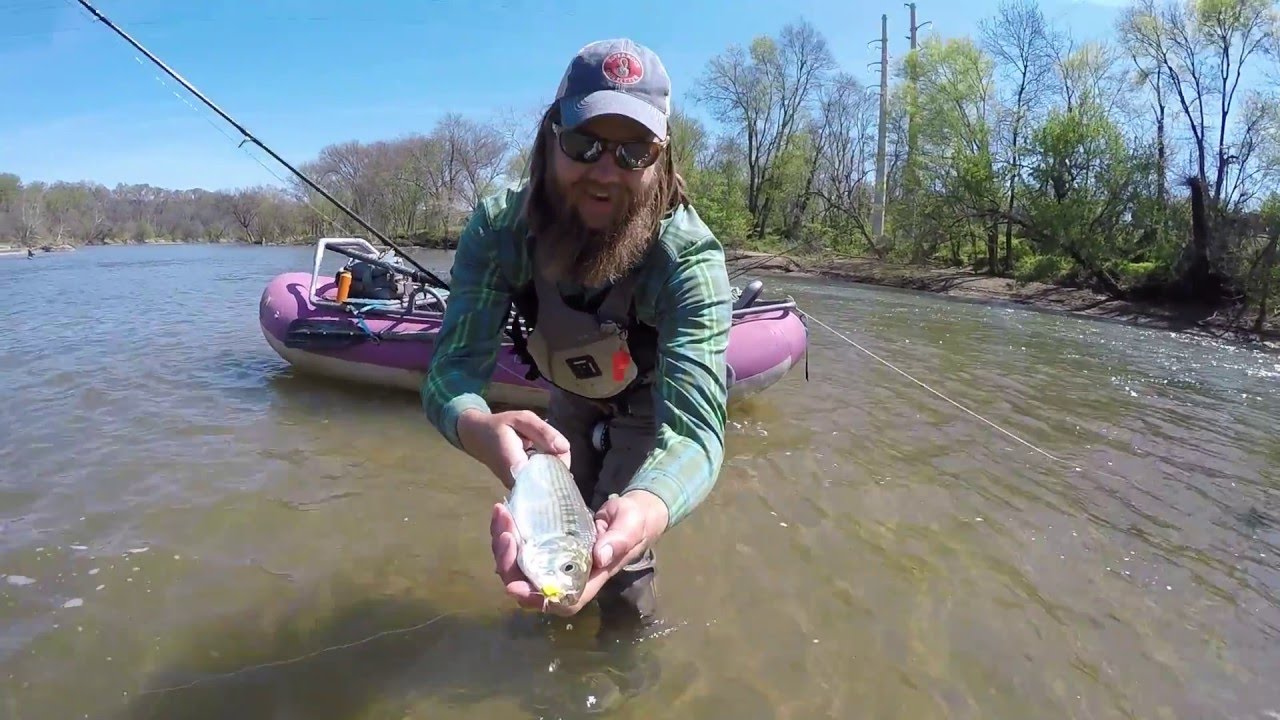 Shad and Smallmouth Bass