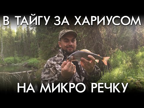 В ТАЙГУ ЗА ХАРИУСОМ НА МИКРО РЕЧКУ