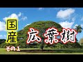 国産 広葉樹（その１）