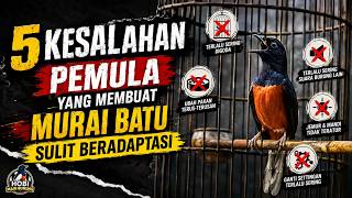 5 Beginner Mistakes That Make Murai Batu Hard to Adapt