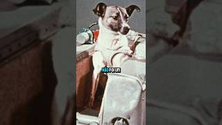 O PRIMEIRO ANIMAL A IR AO ESPAÇO #curiosidades #espaço #foguetes