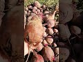 Producția de sfecla roșie #gradina #food #aercurat #garden #sfeclarosie #nature
