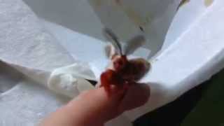 Cecropia Moth Can't Sit Still