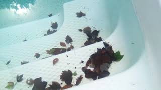 WHY ARE THERE SO MANY CATERPILLARS IN MY POOL