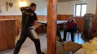Zazu bite work German Shepherd dog