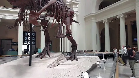 Sue the T. Rex - Fields Muesum - Chicago