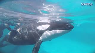 Kamogawa SeaWorld 黒 ポンチョ シャチ鴨シーワールド限定！ オリジナルレインポンチョ付き入園プラン〉 大人気のオリジナル