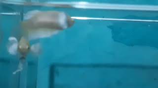 Ikan cupang Soft Gold Dumbo ear screenshot 1